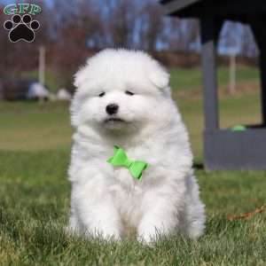 Leo, Samoyed Puppy